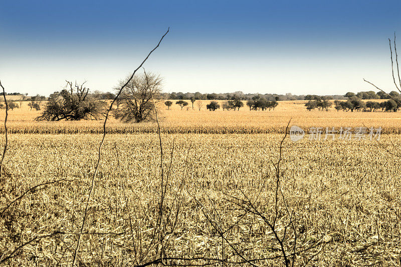 最近收获的玉米，在潮湿的Pampa, Córdoba，阿根廷。